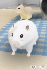 ꡼ No.005 | iPhoneiPadѥڥåȥߥ˥HamTouch!פָò