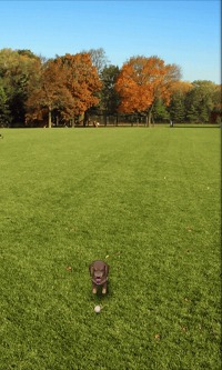 画像ギャラリー No.003のサムネイル画像 / パスカル,「マイドッグ マイルーム」配信中。Android端末で子犬達と触れ合おう