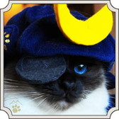 ���������꡼ No.006�Υ���ͥ������ / �֤Τ֥˥㤬����˾�פ�ǭ���ե���MoCHA�פΥ���ܤ����š��¼̥����ɤ��о�