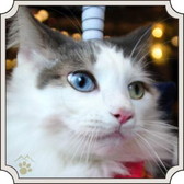 ���������꡼ No.007�Υ���ͥ������ / �֤Τ֥˥㤬����˾�פ�ǭ���ե���MoCHA�פΥ���ܤ����š��¼̥����ɤ��о�