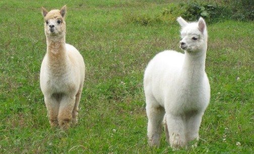 画像ギャラリー No.004のサムネイル画像 / 「Finding Neverland Online -聖境伝説-」,秋葉原PCゲームフェスタでステージイベント開催。池田 彩さんのライブや,生アルパカとの撮影会も