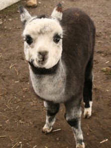 ꡼ No.006Υͥ / Finding Neverland Online --סոPCեǥơ٥ȳš ̤Υ饤֤䡤ѥȤλƲ