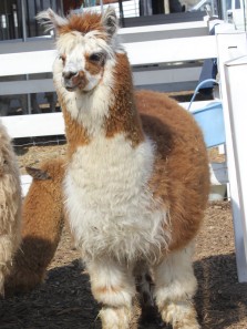 ꡼ No.007Υͥ / Finding Neverland Online --סոPCեǥơ٥ȳš ̤Υ饤֤䡤ѥȤλƲ