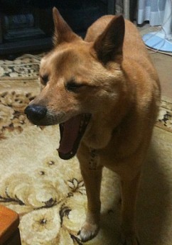 ²èÁü¥®¥ã¥é¥ê¡¼ No.005¤Î¥µ¥à¥Í¥¤¥ë²èÁü / ¥Þ¥Õ¥£¥¢³áÅÄ¤ÎÆó¼¡¸µ¤¬Í褤¡ª¡§Âè69²ó¡Ö¥½¥í¥â¥ó72Ãì¤Ç¥×¥í¥µ¥Ã¥«¡¼¥¯¥é¥Ö¤ò¤Ä¤¯¤Ã¤¿¥«¥ª¥¹¤Á¤ã¤ó¡×