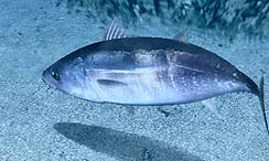 ꡼ No.015 | ޡ٥饹󥿡ƥȡ3DSѥȥFish Eyes 3Dפ2011ǯ623ȯ䡣3DΩλǡ˥ʥߥåˤʤä꤬ڤ