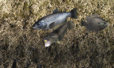 ꡼ No.003Υͥ / Fish Eyes 3DפŹ֥å٥꡼פȤ⥿å