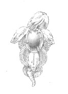 ���������꡼ No.005�Υ���ͥ������ / ��Dragon��s Dogma�ס����������꡼�֥��ɡ�Bizarre�פ䥢�ѥ��֥��ɡ�Dés Pierre�פʤɤȤΥ���ܤ�ȯɽ�����ץ���С��ȥ��饪���ѥ���Ǥϴ��ָ����˥塼������