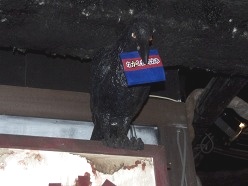 ���������꡼ No.021�Υ���ͥ������ / ��ȯ��˿Ȥ����褦�ʽ�������ġġ� �֥����ץ��ѡ��ƥ��� Book of Shadows�ס����ܺ�ǵ�����Ϥ���Ȥ�����ͥ�ؤ��о줷��Web�饸������Ͽ����ݡ���