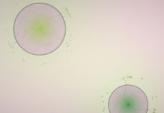 ���������꡼ No.001�Υ���ͥ������ / �����ʷ�ϵ���RTS�������Ȥ��ʤ���������RTS��Eufloria�����ܸ��Ǥ��о�