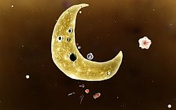 ꡼ No.001 | PLAYISMסAmanita DesignκǿBotaniculaפۿ򳫻