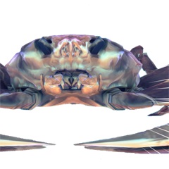 ꡼ No.014Υͥ / TPSAce of SeafoodפPS4ۿϡPLAYISMΥǥŸ