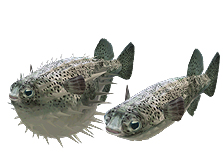 ꡼ No.015 | Wiiѡ֥եߥ꡼եå󥰡פȯ䡣󥭥󥰵ǽʤɤΥ饤ǤӡȤξ