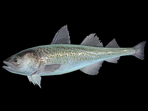 ꡼ No.002 | ֥եߥ꡼եå󥰡ס119ϥȥڥʥ󥫥ѥΤή