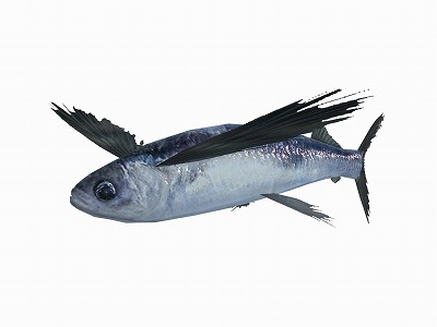 ꡼ No.006 | ֥եߥ꡼եå󥰡סʵ֥ȥӥפ褦