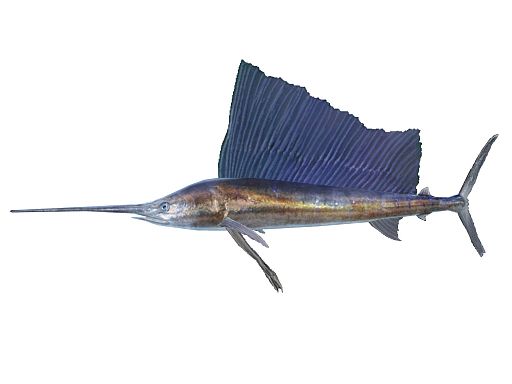 ꡼ No.001Υͥ / ֥եߥ꡼եå󥰡סǸή֥Х祦פ59о