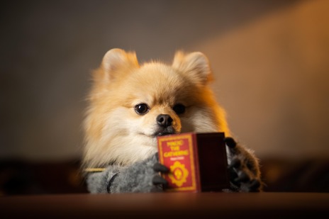 ꡼ No.018 | ֥ޥå㥶󥰡פκǿĥѥåȥ˥ȥ顼ɡμɤ꡼CM