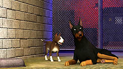 ꡼ No.012Υͥ / EA֥ॺ3 ڥåȡפ2011ǯ1020ȯ䡣ڥåȤǤϤʤڥåȤˤʤä餹ȤǤΤ