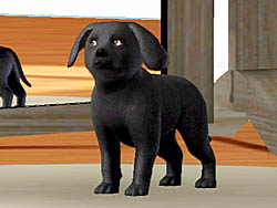 ꡼ No.014 | PR֥ۡॺ 3 ڥåȡפǡڥåȤΤ˭餷򡣥쥯ȥ˥åĤȯ䤵줿꡼ǿ̥ϤҲ