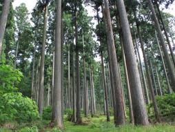 画像ギャラリー No.003のサムネイル画像 / 「ドラコレ」と「ドラコレ&ポーカー」を通じて森林保全活動。4月25日から