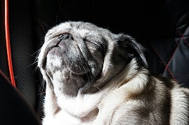 画像ギャラリー No.005のサムネイル画像 / マフィア梶田の二次元が来い!:第92回「電脳生放送倫理にもとづいた怪盗R指定」