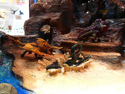 ꡼ No.005Υͥ / ץ㥷硼2012פνŸ