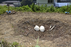 ꡼ No.078Υͥ / ܵɤΥϥ߿²ܤǤϡᤴȤ˰ۤʤ륤٥Ȥ򲡤֡ȥϥ¤ΤɤǯפΥݡȷĥɤǺ