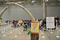 ꡼ No.118Υͥ / 12000ͤμͤ뤷֥󥹥ϥ󥿡ե13ݡȡּסֿƻҥϥ󥿡/ҥϥ󥿡ܰפ϶ɽ