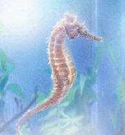 ꡼ No.002Υͥ / إ ȥӥ塼ȡ٤Υ饹ȥ졼ꡣôΤϡ֥VI ݥʥԥƥҺݡס֥ꥸפľӲᡪ