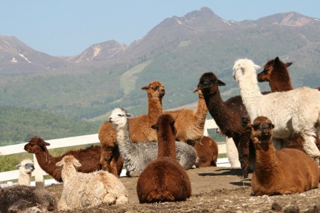 ꡼ No.007Υͥ / Ҿʪ ϤޤϡפˤХĥγŤꡣѥΤä俢ʪμＬʤɤθ褦