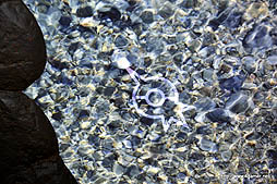 ꡼ No.026 | 721˥ץ󤹤ʥޥѡɤΡ֥ݥ󥢥ɥ٥㡼ספθͤҶڤܽΥݥ󥢥ȥ饯ϡʤܳ