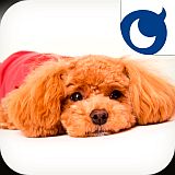 ꡼ No.003 | ֤󤳤Τס¤γιԷƸꥢƥõˤ