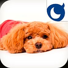 ꡼ No.005Υͥ / ֤󤳤ΤץƥCM5Ĥθȥ顼ʤɤҲ𤹤ư