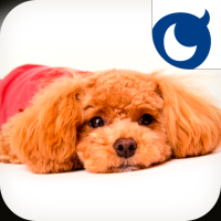 ꡼ No.007Υͥ / ֤󤳤Τץɤ100Х󤬤館륭ڡ󳫺