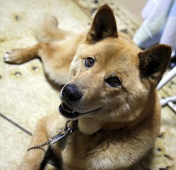 ꡼ No.001Υͥ / ޥեĤ󼡸褤113֤ޤǤͦϤʤĹã£úΡʥ˥ˡ