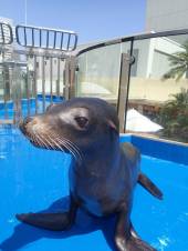 画像ギャラリー No.002のサムネイル画像 / 「LINE EASY DIVER」で“サンシャイン水族館”とのコラボイベントが開催