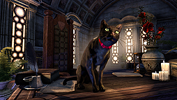 ���������꡼ No.004�Υ���ͥ������ / �֥�����������������륺������饤���DL�Ǥ�ͽ�����䤬�������ȡ��ץ�ߥ�����С����åס�ESO Plus�פ�ͭ���̲ߤξܺ٤�ȯɽ