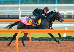 ꡼ No.004Υͥ / DERBY OWNERS CLUBס٥ȡ־ΡϤʤꤣաפ18곫