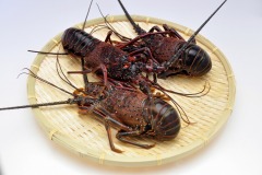 ���������꡼ No.026�Υ���ͥ������ / �ֹ����������緿���åץǡ��ȡ��䳤�ο���פ�����������̥��Ū�ʰ����ȤΥǡ��Ȥ˸�Ω�Ƥ���CM�����