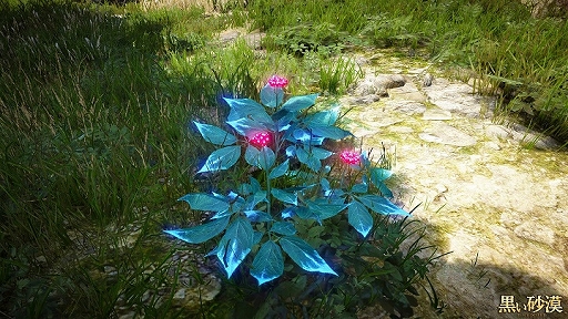 画像ギャラリー No.001のサムネイル画像 / 「黒い砂漠」,新採集コンテンツ「ラキアロ」が実装。スクリーンショットコンテストもスタート