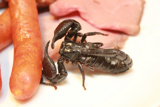 ꡼ No.018Υͥ / ֹTHE CAFץܥեݡȡˤо줹륵ꥢǿ٤!?