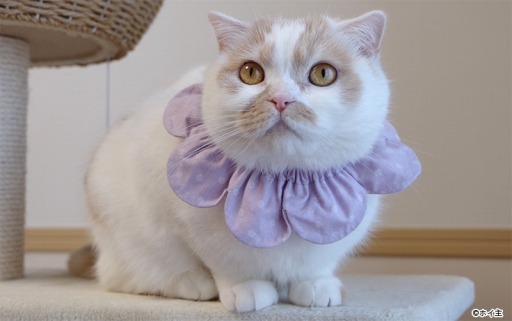 ꡼ No.006 | ֥ե꡼ɡפSNSǿ͵ǭ֥ۥåפʤפȤΥܤ»