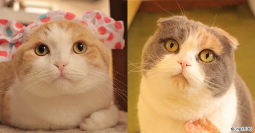 ꡼ No.007 | ֥ե꡼ɡפSNSǿ͵ǭ֥ۥåפʤפȤΥܤ»