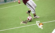 ꡼ No.024 | ֤襤ǭ3Dפ1213ȯ䡣ꥫ󥷥硼ȥإ֥롼ʤɿ͵ǭãλˤʤä嫤򿼤褦