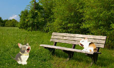 ꡼ No.025 | ֤襤ǭ3Dפ1213ȯ䡣ꥫ󥷥硼ȥإ֥롼ʤɿ͵ǭãλˤʤä嫤򿼤褦