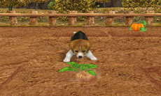 ꡼ No.011 | ֥Ǥ襤 Ҹͷܡ--פ1220ȯ䡣ڥåȤΰ򤷤Ĥġ¼̱ΰ򥯥ꥢ¼ȯŸܻؤ