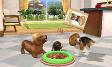 ꡼ No.027 | ֥Ǥ襤 Ҹͷܡ--פ1220ȯ䡣ڥåȤΰ򤷤Ĥġ¼̱ΰ򥯥ꥢ¼ȯŸܻؤ