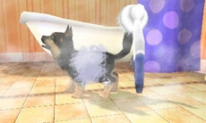 ꡼ No.030 | ֥Ǥ襤 Ҹͷܡ--פ1220ȯ䡣ڥåȤΰ򤷤Ĥġ¼̱ΰ򥯥ꥢ¼ȯŸܻؤ