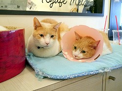 画像ギャラリー No.001のサムネイル画像 / 猫カフェ“ニャフェ・メランジェ”にて開催された「ケリ姫スイーツ」×「にゃんこ大戦争」コラボ発表会の模様をレポート