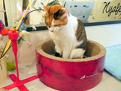 画像ギャラリー No.002のサムネイル画像 / 猫カフェ“ニャフェ・メランジェ”にて開催された「ケリ姫スイーツ」×「にゃんこ大戦争」コラボ発表会の模様をレポート