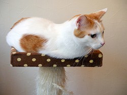 画像ギャラリー No.003のサムネイル画像 / 猫カフェ“ニャフェ・メランジェ”にて開催された「ケリ姫スイーツ」×「にゃんこ大戦争」コラボ発表会の模様をレポート